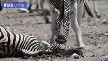 Male zebra fails to revive dead pregnant female in Namibia