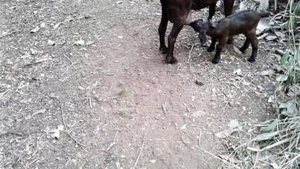 JED'S FARM: La têtée de TI CABRIS (EPISODE 12 )