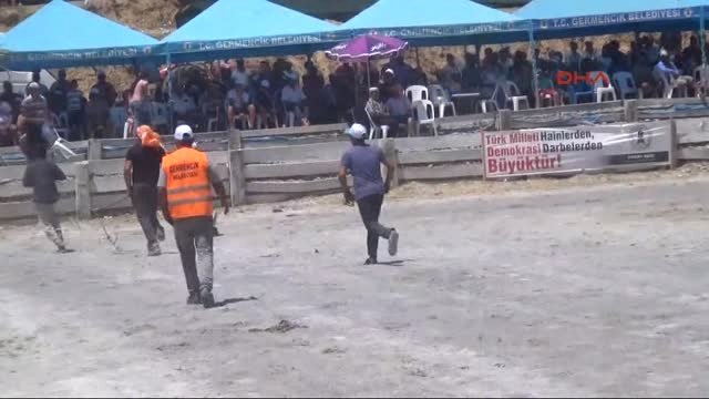 Artvin - Muğla- Aydın - Karadeniz ve Ege'nin Şampiyon Boğaları Karşı Karşıya Geliyor 3