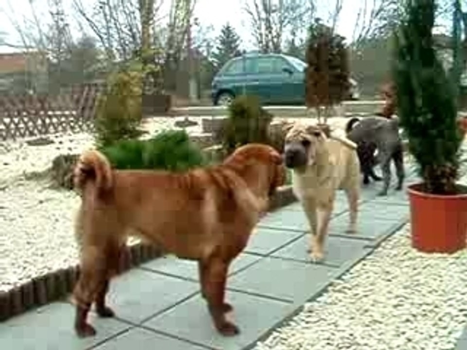 Qi Ming Xing shar-pei kennel