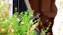 Stealthy koala escapes escapes enclosed garden