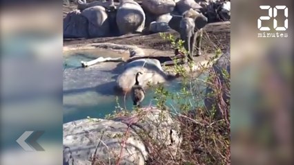 Bagarre entre une oie et un éléphant - Le Rewind du jeudi 03 août 2017