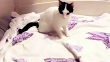 Gorgeous cat