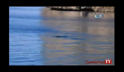 Akdeniz foku böyle görüntülendi