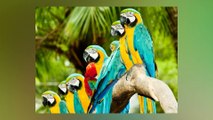 Lovely parrot birds - Birds can talk to you