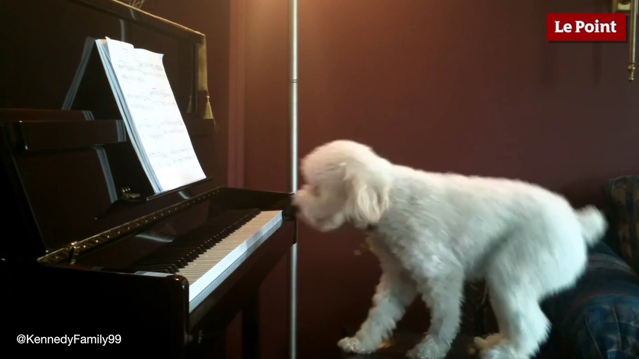 Un caniche mélomane fait du piano tout en aboyant