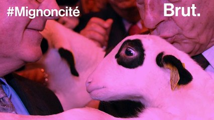Politiques et animaux : 3 scénarii possibles