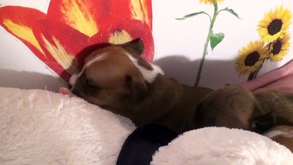 29ème Vidéo Chiots stafford  Les petits pétards de STAFFORDLAND
