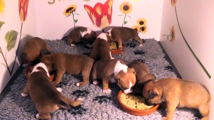 30ème Vidéo Chiotss staffy Les petits pétards de STAFFORDLAND
