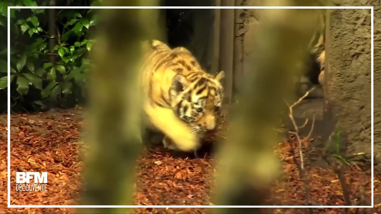 Ces quatre bébés tigres font leurs premiers pas au zoo de Hambourg