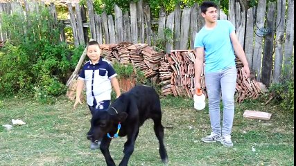 109 Kilo Ağırlığında Doğan Buzağı Görenleri Şaşırttı