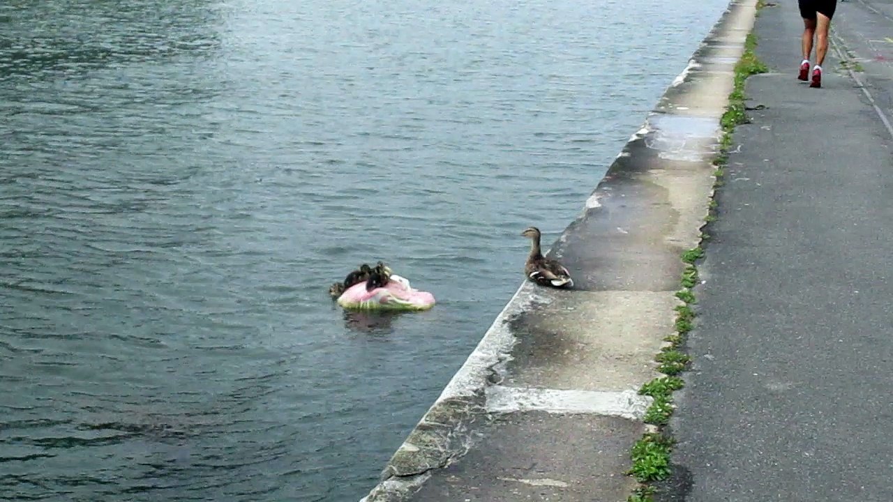 nichée de canetons sur une ordure au canal de l'Ourcq