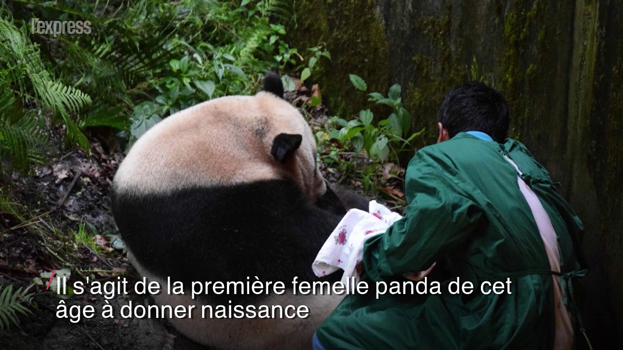 Record: en Chine, un panda de 23 ans donne naissance à des jumeaux