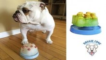 Doggie Cone