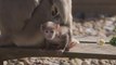 First 'sacred' monkey born at London Zoo
