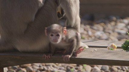 First 'sacred' monkey born at London Zoo