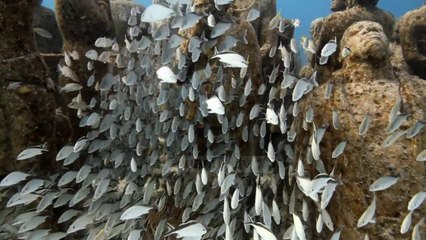 Thesari nënujor, Shqipëria josh ndërkombëtarët - Top Channel Albania - News - Lajme