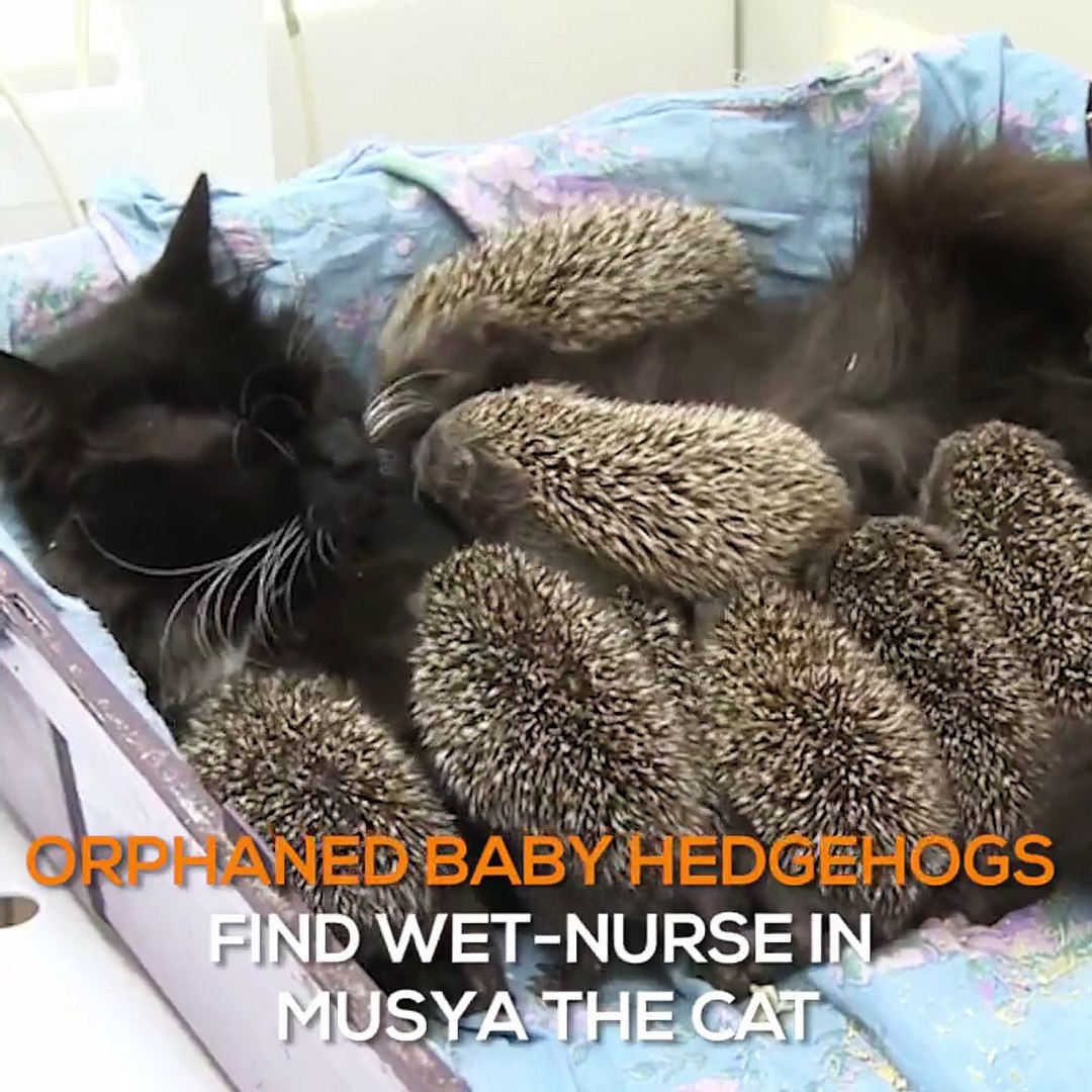 Cat saved orphaned baby hedgehogs