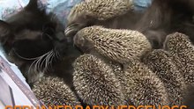 Cat saved orphaned baby hedgehogs