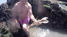 Comment attraper un Homard à la main?