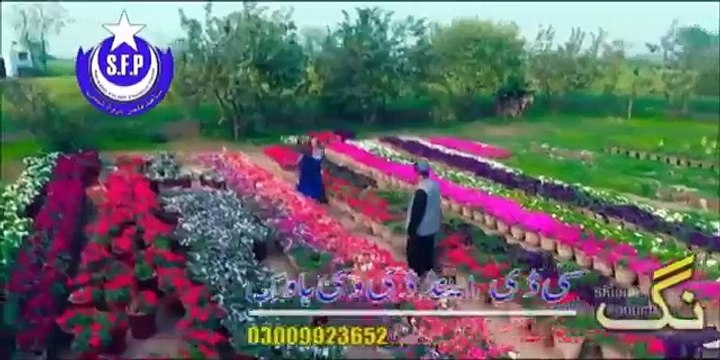 Pashto New Songs 2017 Sitara Younas Official - Sta Khanda