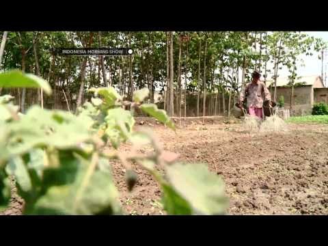 Kebun sayur di pinggir rel kereta api - IMS