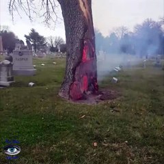 lightning hits a tree