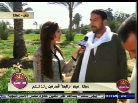#هذا_الصباح | #دمياط ٫٫ قرية أم الرضا أشهر قرى زراعة البطيخ