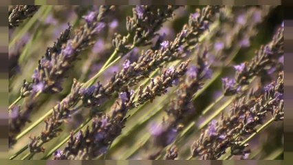 Lavanda a rischio, vittima del riscaldamento globale