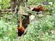 VIDEO (36). Les pandas roux à l'honneur à la réserve de la Haute-Touche