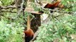 VIDEO (36). Les pandas roux à l'honneur à la réserve de la Haute-Touche