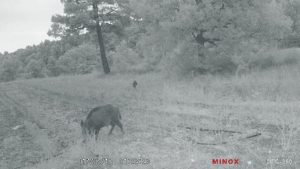 les cochons sauvages pénètrent sur ses terres de plus en plus souvent.