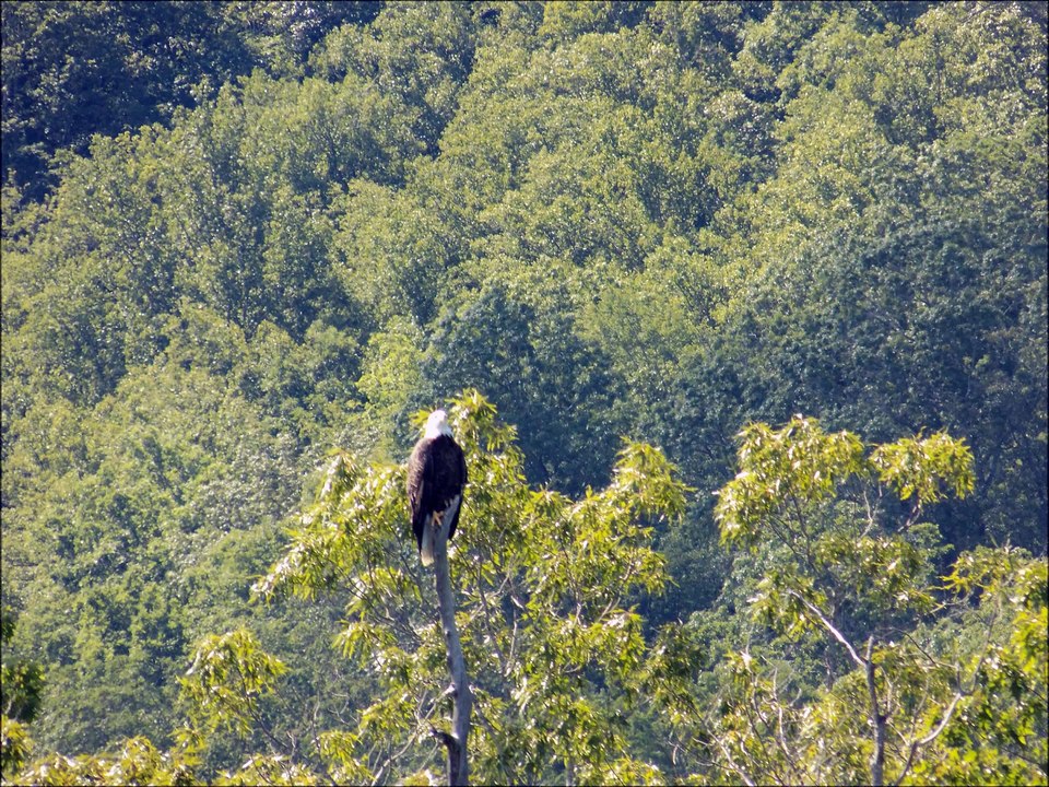 Pictures of Bald Eagle