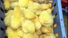 Cuteness overload