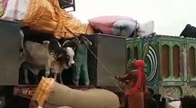 Qurbani animals offloading at Sohrab Goth Cow Mandi 2017