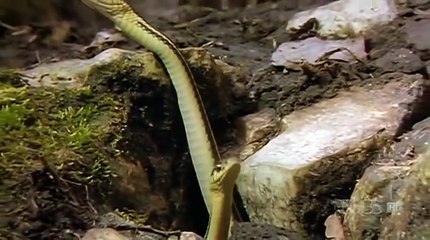 The Reptiles, Part 2of4 Snakes