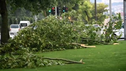 Muğla'da Fırtına ve Yağış Ağaçları Devirdi
