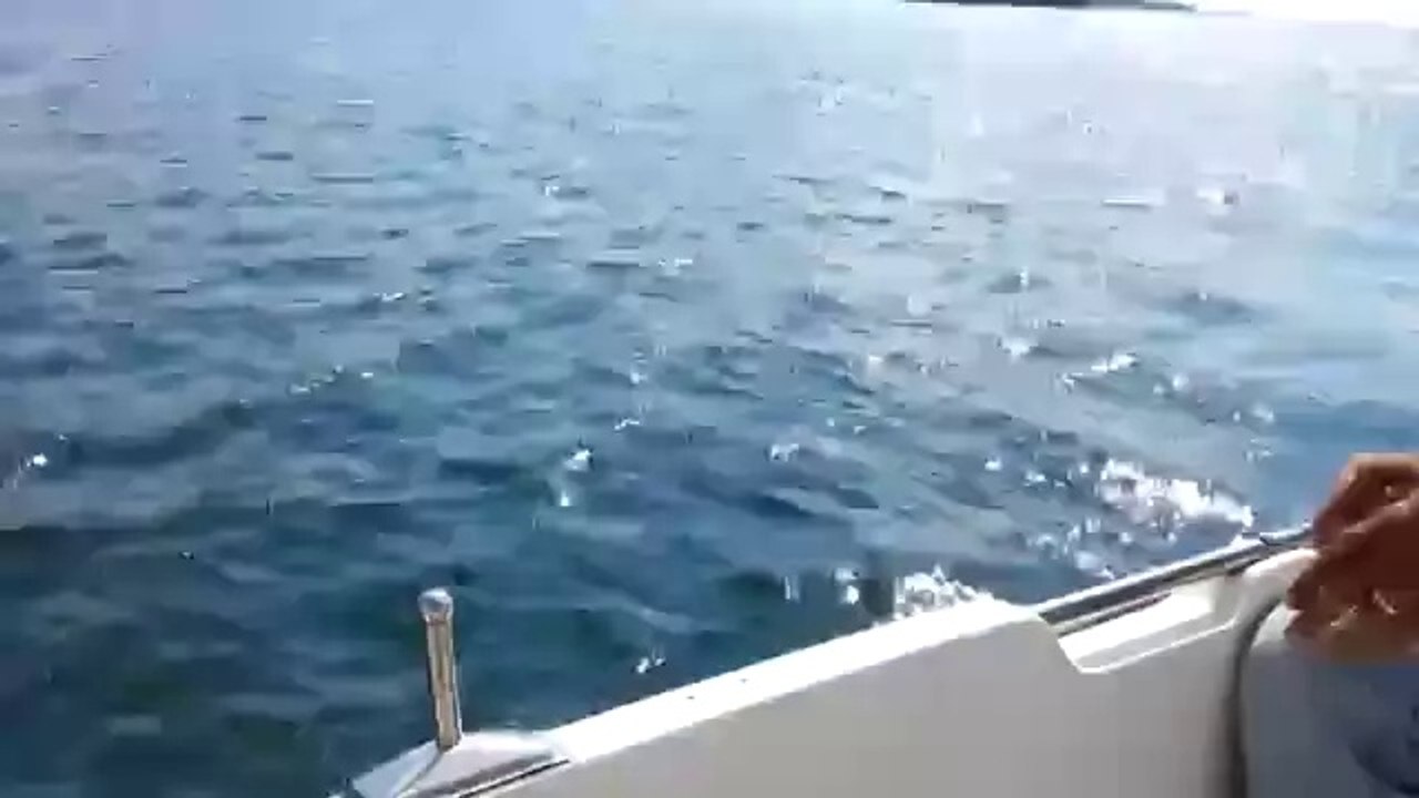 Lüfer Avı |Balık Avları|