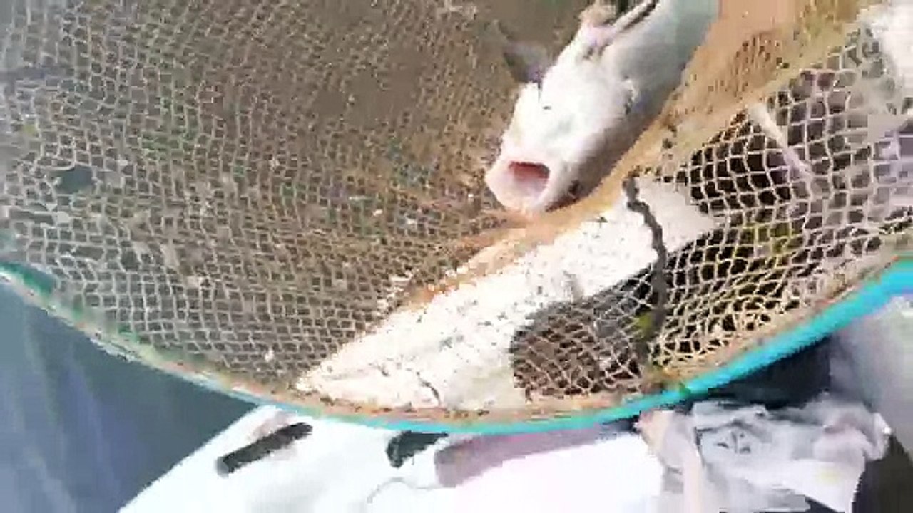 Süper Avlama - Eşkina Avı