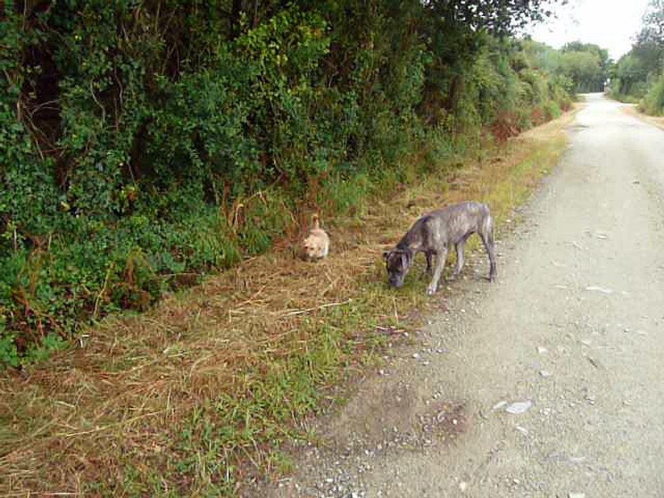 Balade tranquille avec Lorka et Tilou