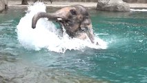 Elephant attempts underwater handstand