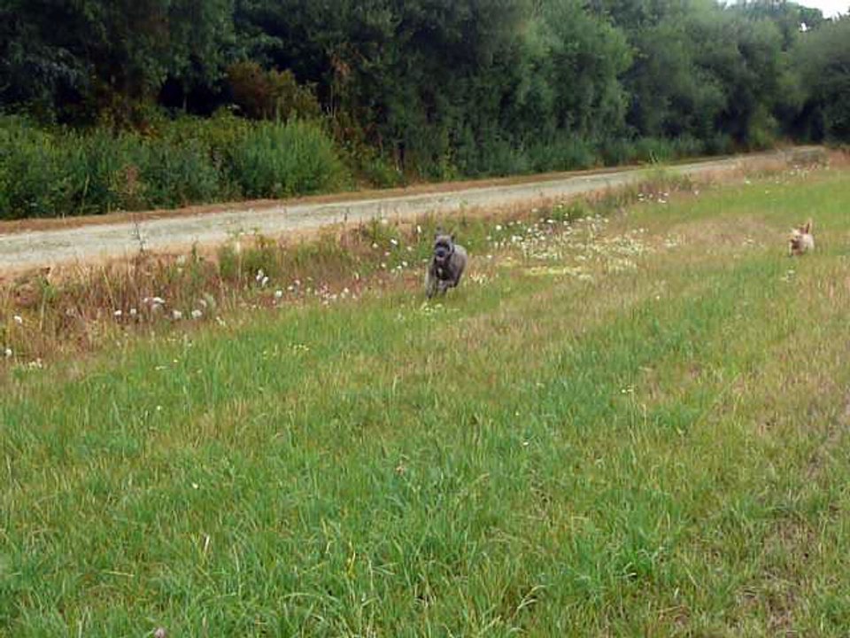 Course folle de Lorka et Tilou qui essaye de suivre ^^
