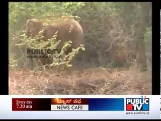 ELEPHANT ATTACK KILLS 5 IN BANGALORE