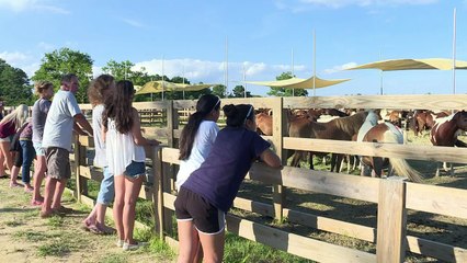 El asombroso nado de los ponis salvajes de Chincoteague en EEUU