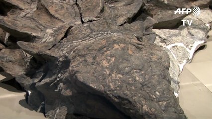 Dragão de 110 milhões de anos