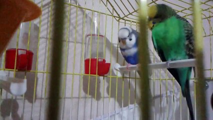 Fıstıkla bulut iyi anlasıyor yeni banyolarıda pek gůzel