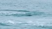 Mako Shark Shows Acrobatic Skills To Passengers On Fishing Boat