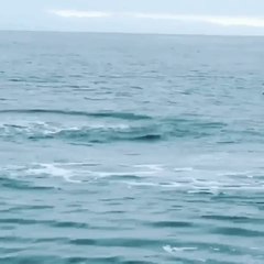 Mako Shark Shows Acrobatic Skills To Passengers On Fishing Boat