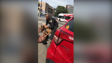 Perro policía quiso tomar la justicia con sus propios dientes