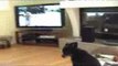 Dog Enjoys Watching TV - Barking At Animals